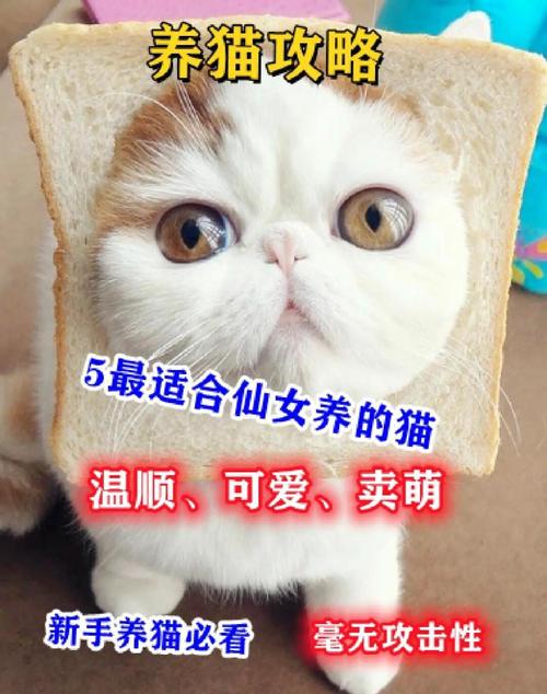 选对猫咪!英短美短金渐层布偶暹罗,哪个适合你?(哪种猫粘人温顺好养) 选对猫咪!英短美短金渐层布偶暹罗,哪个适合你?(哪种猫粘人温顺好养)