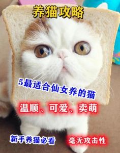 选对猫咪！英短美短金渐层布偶暹罗，哪个适合你？（哪种猫粘人温顺好养）