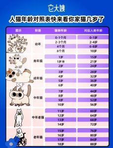 六岁猫不老，活力足需关注（六岁的猫算不算老猫）