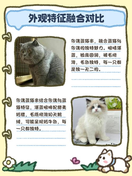 外貌性格多变,基因筛查很重要(母布偶与公蓝猫生出来的品种) 外貌性格多变,基因筛查很重要(母布偶与公蓝猫生出来的品种)