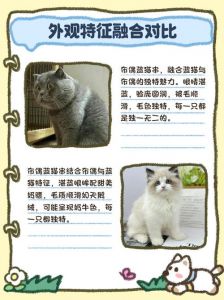 外貌性格多变，基因筛查很重要（母布偶与公蓝猫生出来的品种）