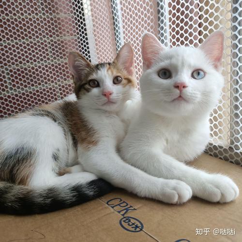 新猫老猫隔笼见面,安全熟悉有妙招(新猫和老猫用笼子隔离可以吗) 新猫老猫隔笼见面,安全熟悉有妙招(新猫和老猫用笼子隔离可以吗)