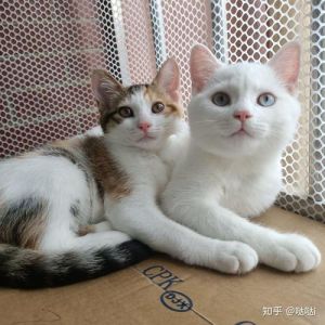 新猫老猫隔笼见面，安全熟悉有妙招（新猫和老猫用笼子隔离可以吗）