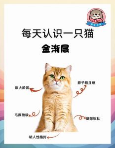 金渐层美但麻烦多，养前请三思！（养金渐层猫的好处和坏处）