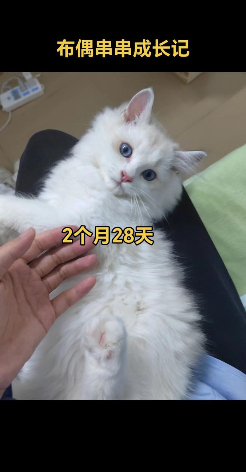 大猫优雅粘人,蓝眼软毛是布偶,串串也好看(串串布偶猫图片) 大猫优雅粘人,蓝眼软毛是布偶,串串也好看(串串布偶猫图片)