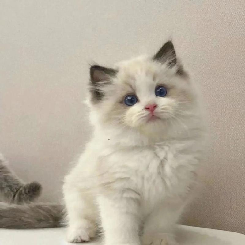 布偶猫3个月重多少?(布偶猫3个月体重) 布偶猫3个月重多少?(布偶猫3个月体重)