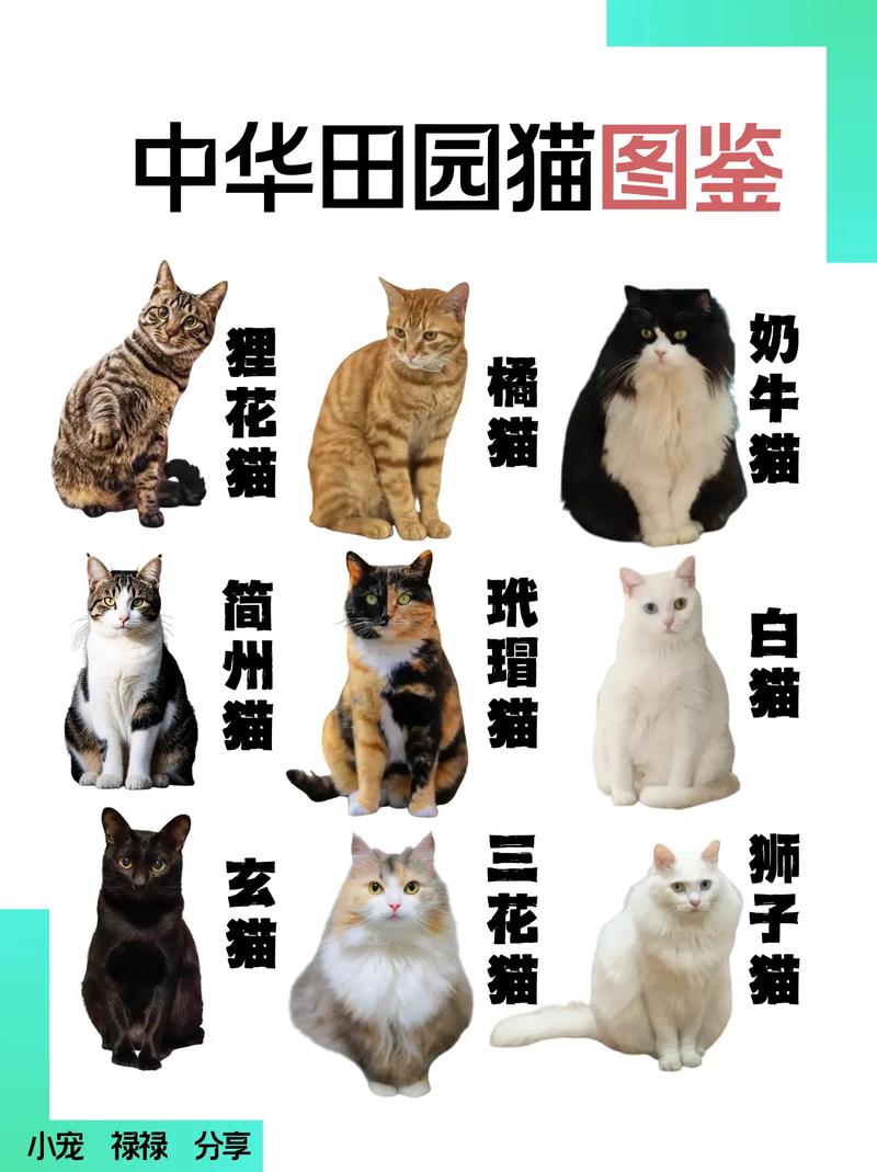 价格从几千到几万美元(十大名猫图片品种) 价格从几千到几万美元(十大名猫图片品种)