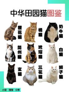 价格从几千到几万美元（十大名猫图片品种）