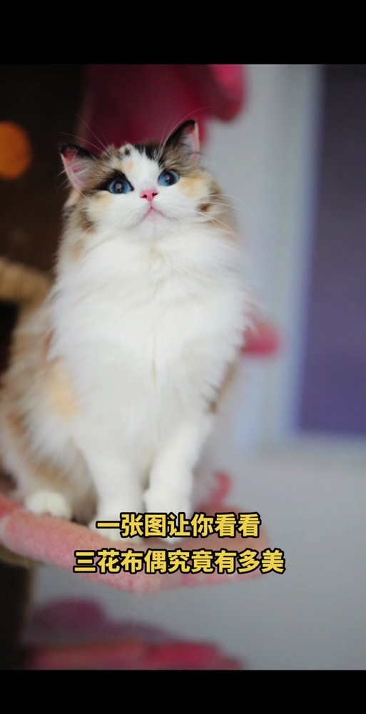 三花猫嫌弃布偶猫?猫咪审美大!(布偶猫三花串串图片) 三花猫嫌弃布偶猫?猫咪审美大!(布偶猫三花串串图片)