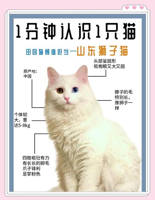 白毛似狮,温顺活泼,打理需勤(什么是狮子猫) 白毛似狮,温顺活泼,打理需勤(什么是狮子猫)