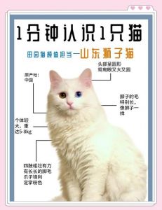 白毛似狮，温顺活泼，打理需勤（什么是狮子猫）