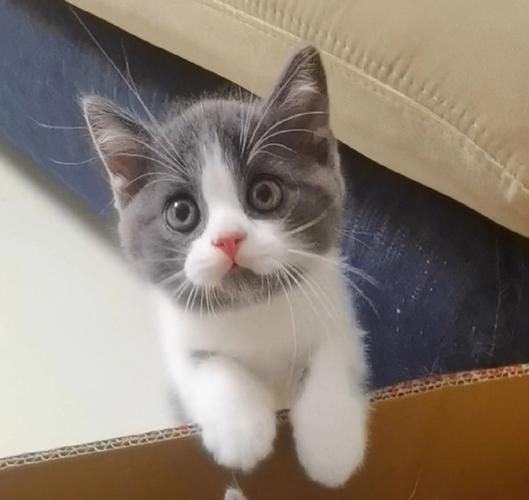 百元猫多为田园猫,性格独立不易病,养猫需合理饮食护理(100元以下的猫) 百元猫多为田园猫,性格独立不易病,养猫需合理饮食护理(100元以下的猫)