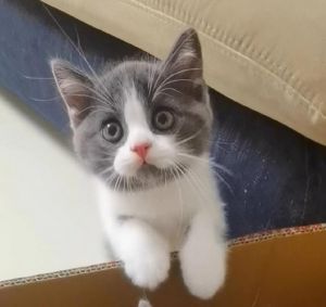 百元猫多为田园猫，性格独立不易病，养猫需合理饮食护理（100元以下的猫）
