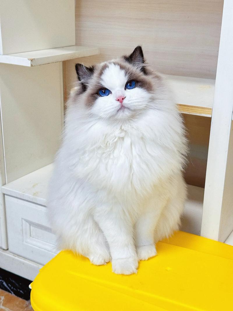 猫咪品种大颜值性格行为全解析(猫布偶图片大全) 猫咪品种大颜值性格行为全解析(猫布偶图片大全)