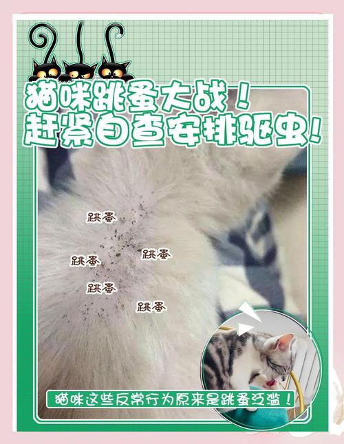 文明科学驱赶野猫,和谐共处是责任(消灭野猫的最好办法) 文明科学驱赶野猫,和谐共处是责任(消灭野猫的最好办法)