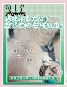 文明科学驱赶野猫，和谐共处是责任（消灭野猫的最好办法）