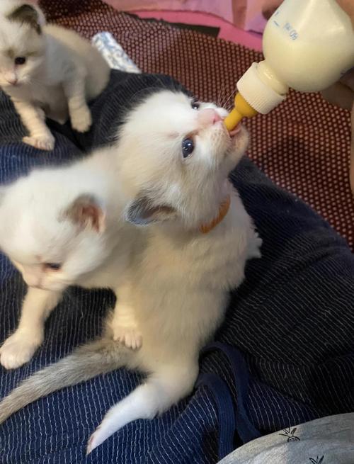 布偶猫十个月绝育影响不大,6-8月最佳(布偶串猫咪十个月去绝育会晚吗) 布偶猫十个月绝育影响不大,6-8月最佳(布偶串猫咪十个月去绝育会晚吗)