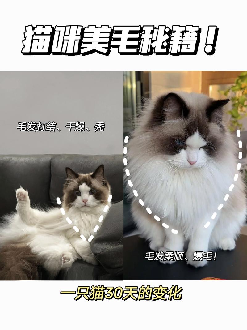 猫咪掉毛正常？科学方法巧减少！（有什么方法不让猫掉毛）