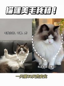 猫咪掉毛正常？科学方法巧减少！（有什么方法不让猫掉毛）
