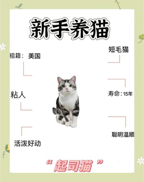 领养退役种猫,健康稳定有爱心(猫舍退役的猫可以养吗) 领养退役种猫,健康稳定有爱心(猫舍退役的猫可以养吗)