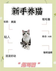 领养退役种猫，健康稳定有爱心（猫舍退役的猫可以养吗）