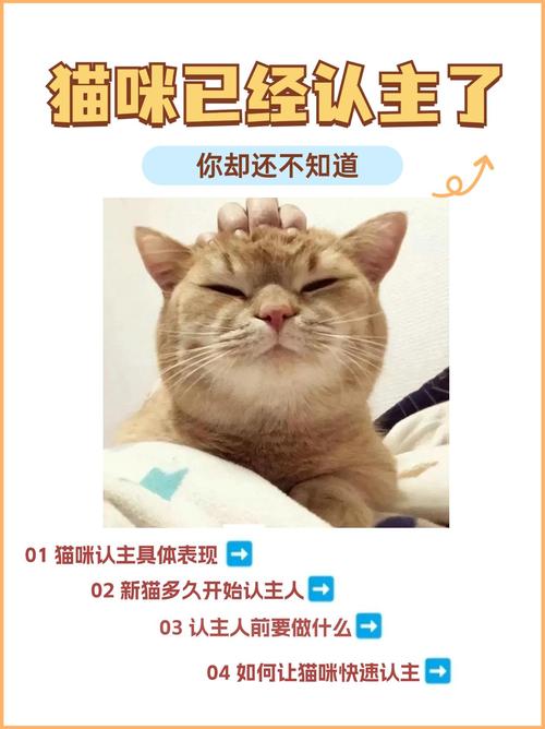 超粘人,充满爱意!(小猫认主人10个征兆) 超粘人,充满爱意!(小猫认主人10个征兆)