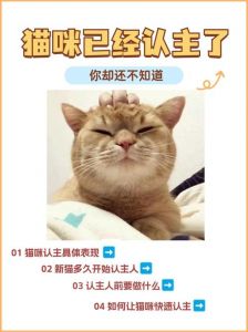 超粘人，充满爱意！（小猫认主人10个征兆）