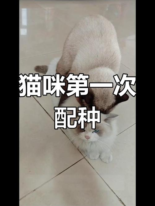 基因与健康的平衡(布偶跟什么猫配种好看) 基因与健康的平衡(布偶跟什么猫配种好看)