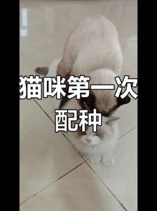 基因与健康的平衡（布偶跟什么猫配种好看）