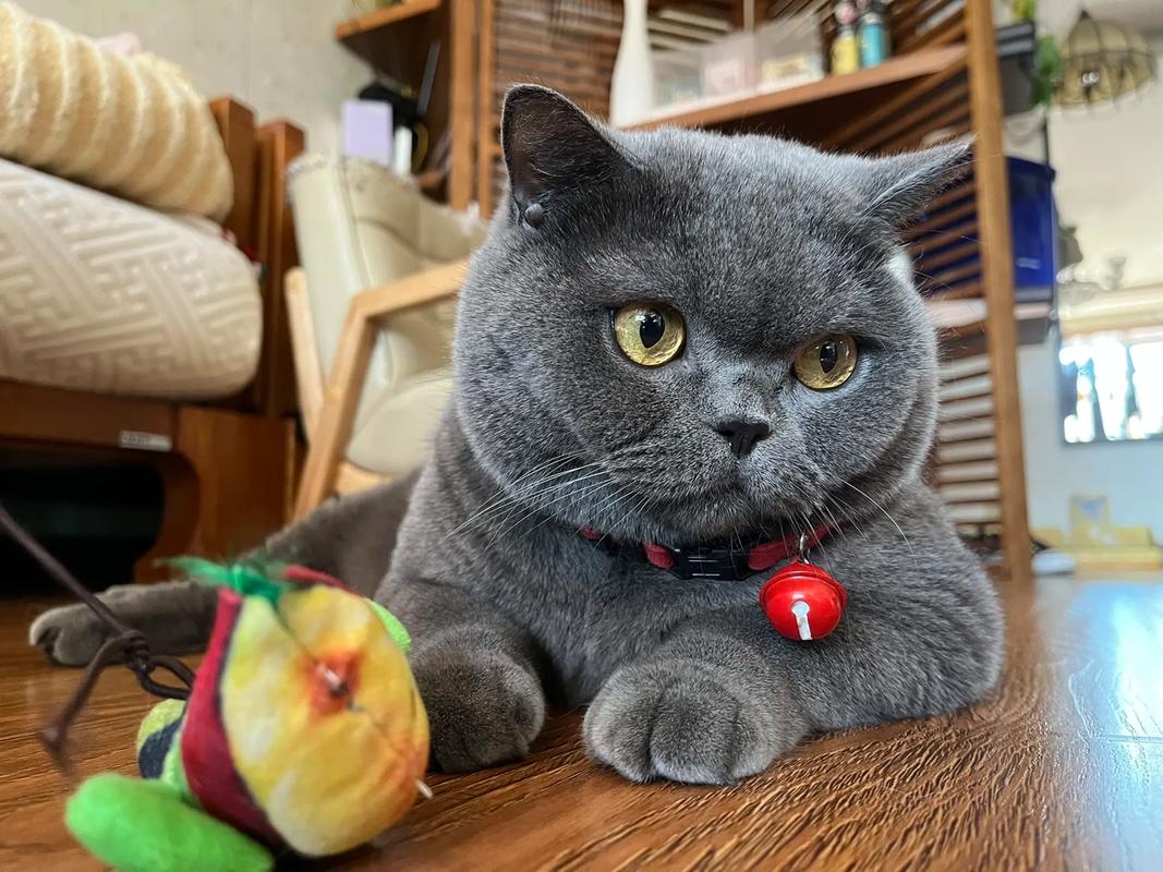 杭州小河直街猫画成网红伴手礼(梅州大哥江南猫) 杭州小河直街猫画成网红伴手礼(梅州大哥江南猫)