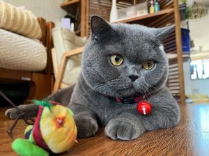 杭州小河直街猫画成网红伴手礼（梅州大哥江南猫）