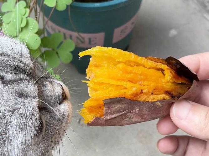 红薯可助猫咪排便护肤,但需适量非主食(红薯配什么能让猫咪排毛) 红薯可助猫咪排便护肤,但需适量非主食(红薯配什么能让猫咪排毛)