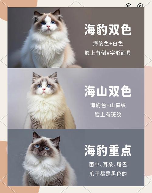 布偶猫毛色特点及魅力介绍(布偶猫10大品种图片) 布偶猫毛色特点及魅力介绍(布偶猫10大品种图片)
