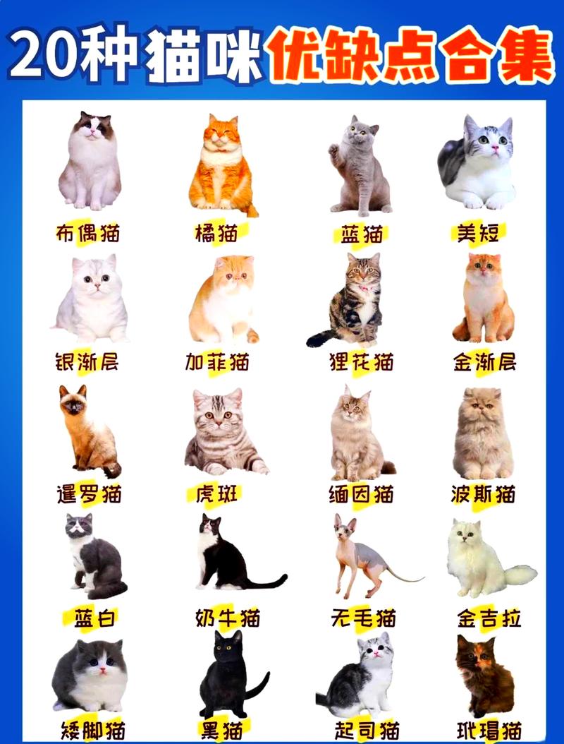 健康性格外貌全解析(混种猫有哪些优缺点) 健康性格外貌全解析(混种猫有哪些优缺点)