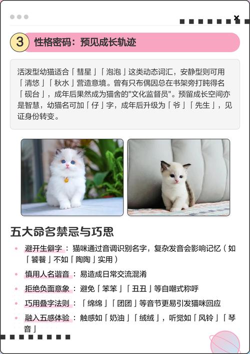 仙甜高贵选什么?(给一只布偶猫取名) 仙甜高贵选什么?(给一只布偶猫取名)