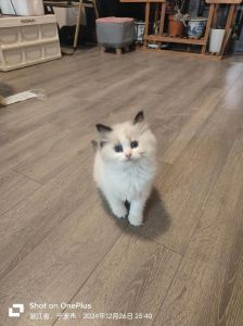 不纯但独特！（布偶跟三花玳瑁配种的猫）