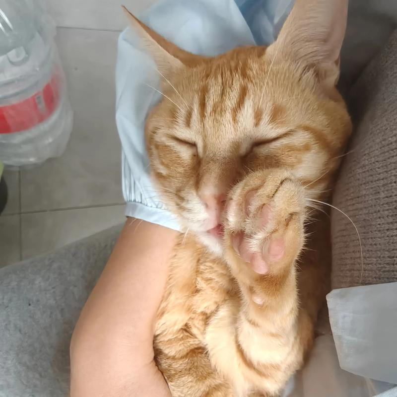 橘猫可食红薯,但需适量,以高蛋白肉类为主(橘猫可以吃红薯干吗) 橘猫可食红薯,但需适量,以高蛋白肉类为主(橘猫可以吃红薯干吗)