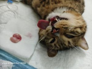 健康行为寿命全提升（猫猫绝育有哪些好处）