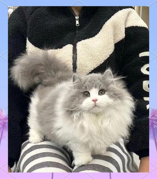 萌短腿,贵萌宠(成年拿破仑猫图片) 萌短腿,贵萌宠(成年拿破仑猫图片)
