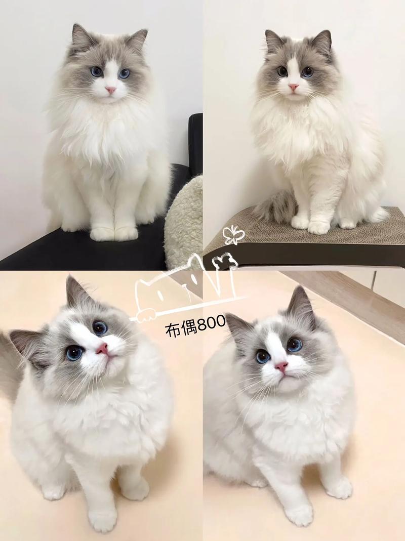 布偶猫慎食红薯,易致肠胃不适(布偶幼猫可以吃红薯吗) 布偶猫慎食红薯,易致肠胃不适(布偶幼猫可以吃红薯吗)