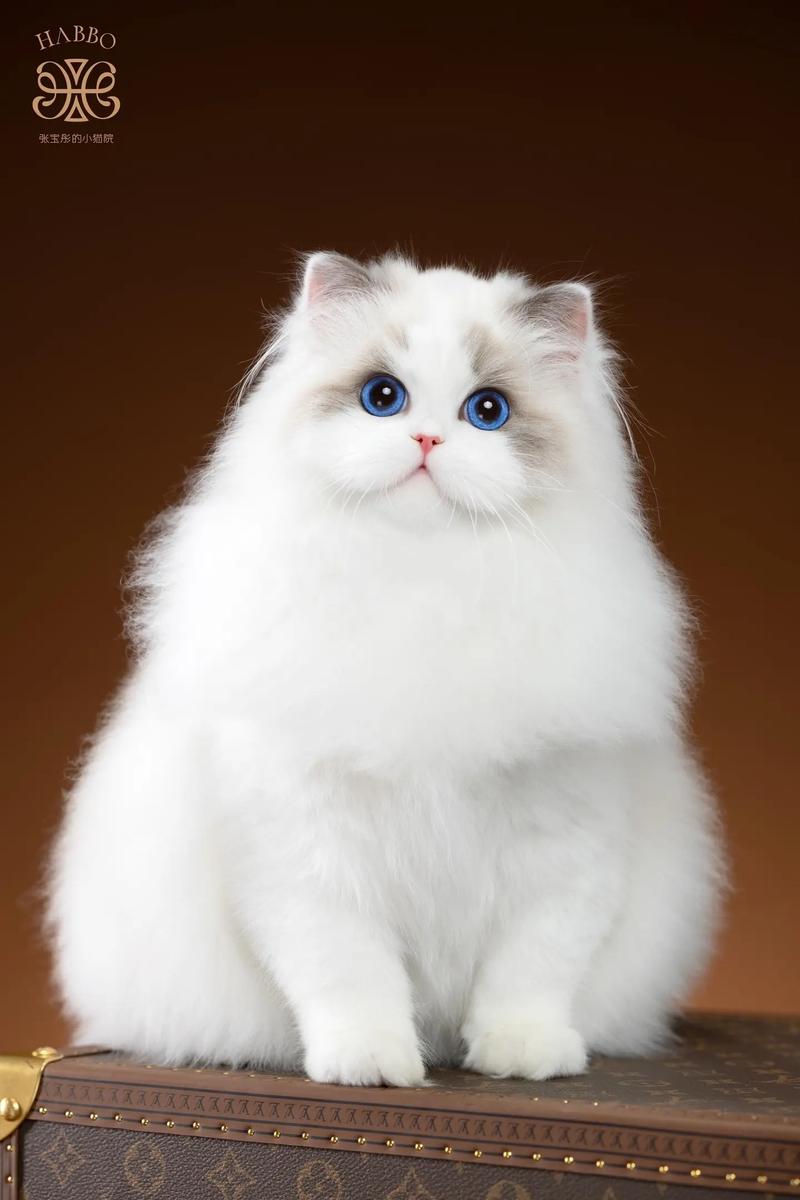 停止猫种歧视,所有猫咪都值得被爱(抖音网红布偶猫) 停止猫种歧视,所有猫咪都值得被爱(抖音网红布偶猫)