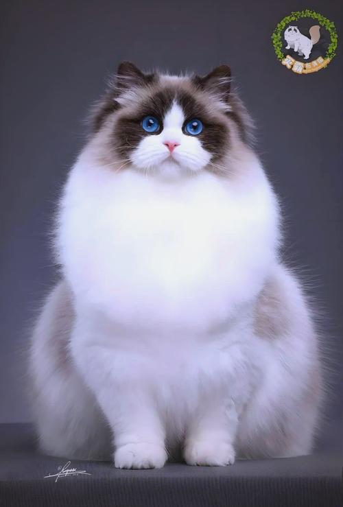 十种豪华宠物猫!(十大最贵名猫) 十种豪华宠物猫!(十大最贵名猫)
