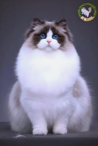 十种豪华宠物猫！（十大最贵名猫）