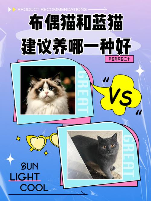 布偶粘人蓝猫懒,选猫看性格和掉毛(蓝猫与布偶猫哪个更温顺) 布偶粘人蓝猫懒,选猫看性格和掉毛(蓝猫与布偶猫哪个更温顺)