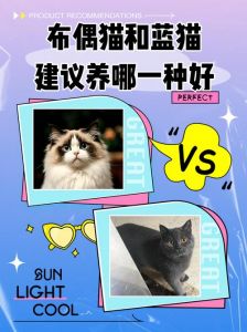 布偶粘人蓝猫懒，选猫看性格和掉毛（蓝猫与布偶猫哪个更温顺）