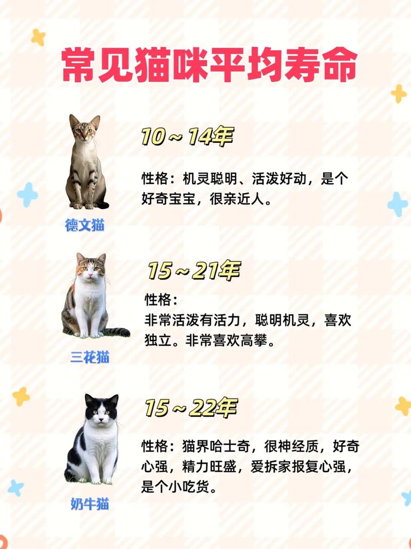 玳瑁猫寿命多久?8-12年,如何养长寿?(玳瑁猫寿命一般几年) 玳瑁猫寿命多久?8-12年,如何养长寿?(玳瑁猫寿命一般几年)