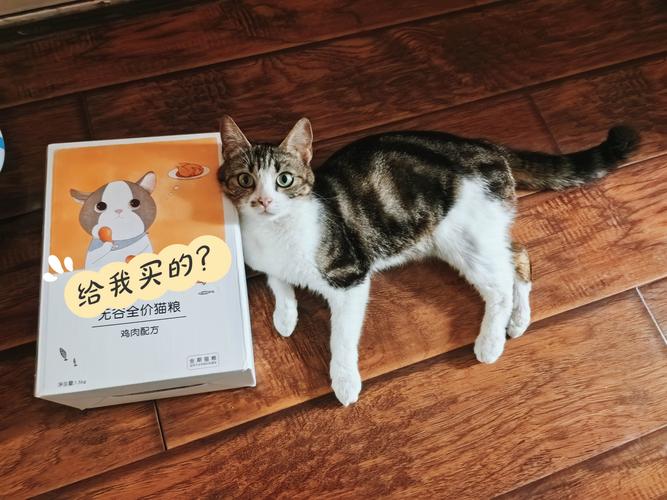 恋爱系统乱入,剧情反转多(猫奴1v1宋卓家里养了一只猫) 恋爱系统乱入,剧情反转多(猫奴1v1宋卓家里养了一只猫)