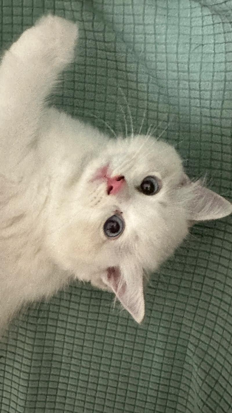 布偶猫为啥总缠着主人?(布偶猫黏人) 布偶猫为啥总缠着主人?(布偶猫黏人)