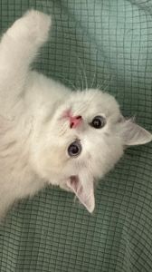 布偶猫为啥总缠着主人？（布偶猫黏人）