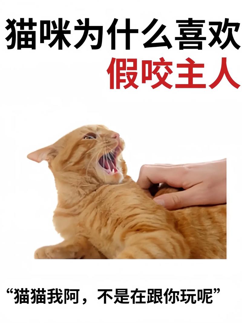 猫咪咬人原因多,理解引导更亲近(小猫为什么突然咬主人) 猫咪咬人原因多,理解引导更亲近(小猫为什么突然咬主人)